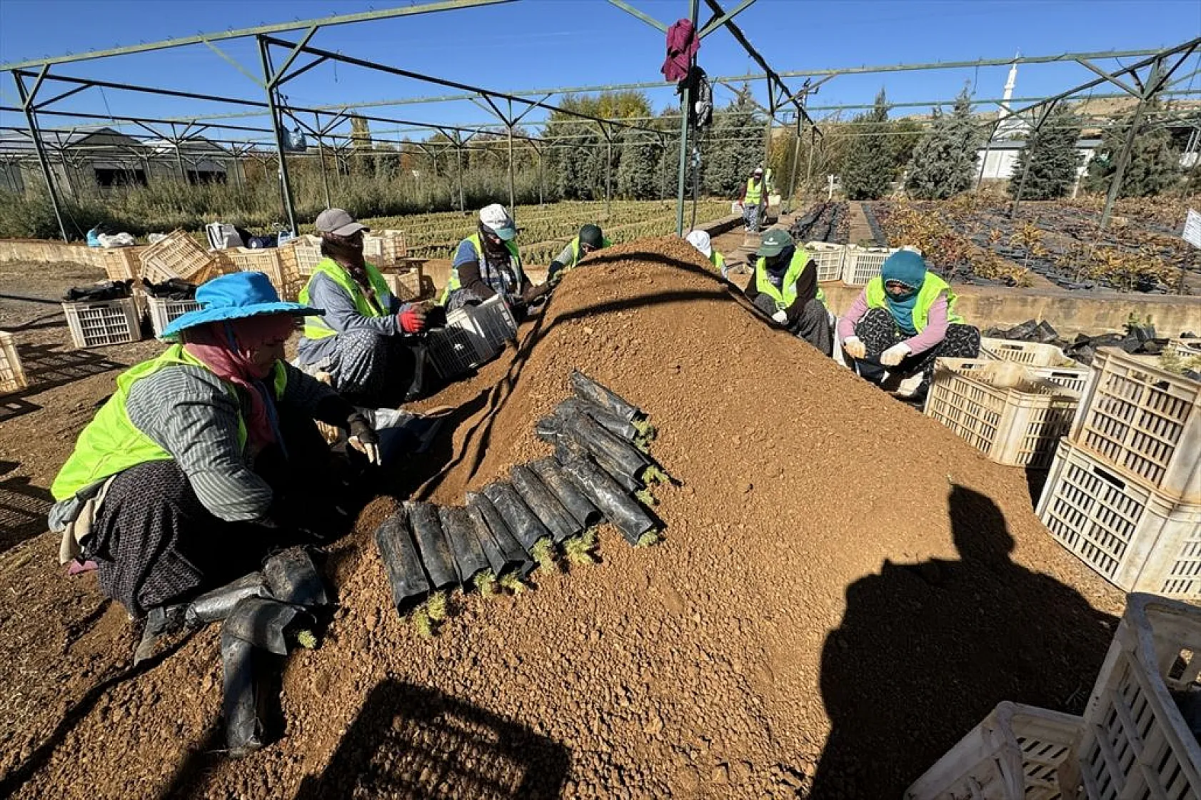 Doğu'da yetiştirilen milyonlarca fidan ülkeye nefes oluyor