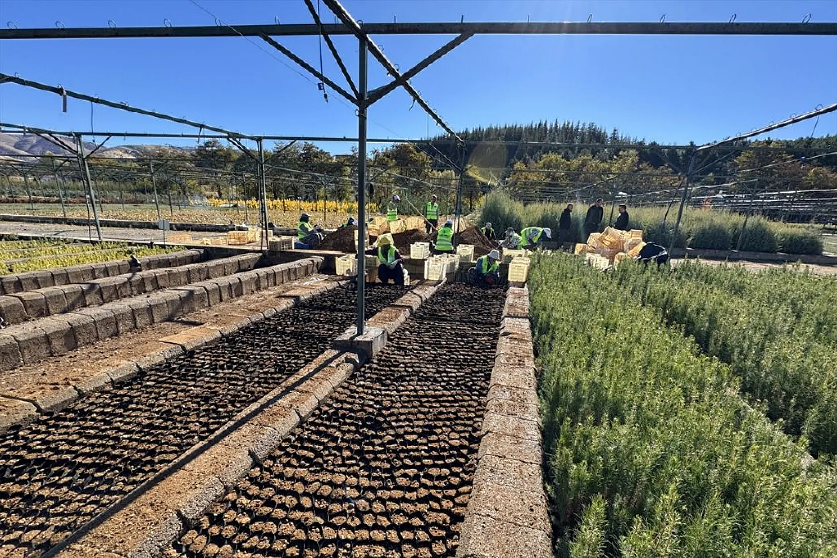 Doğu'da yetiştirilen milyonlarca fidan ülkeye nefes oluyor