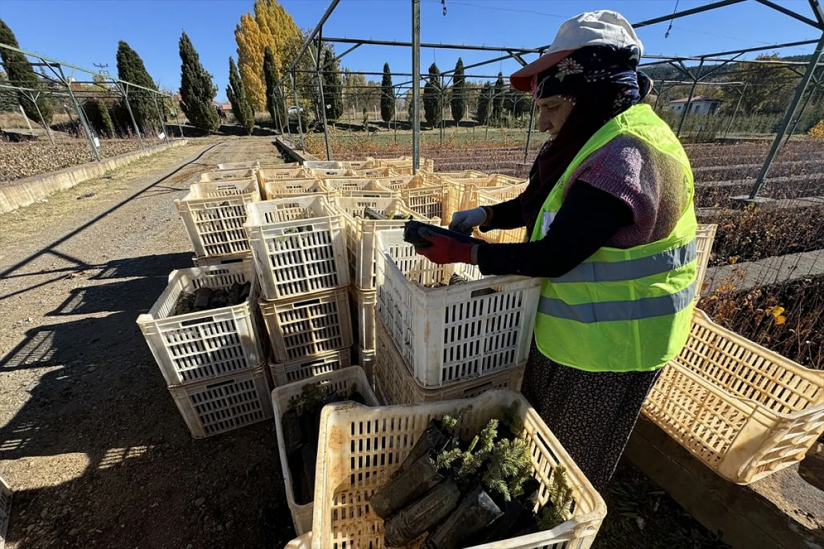 Doğu'da yetiştirilen milyonlarca fidan ülkeye nefes oluyor