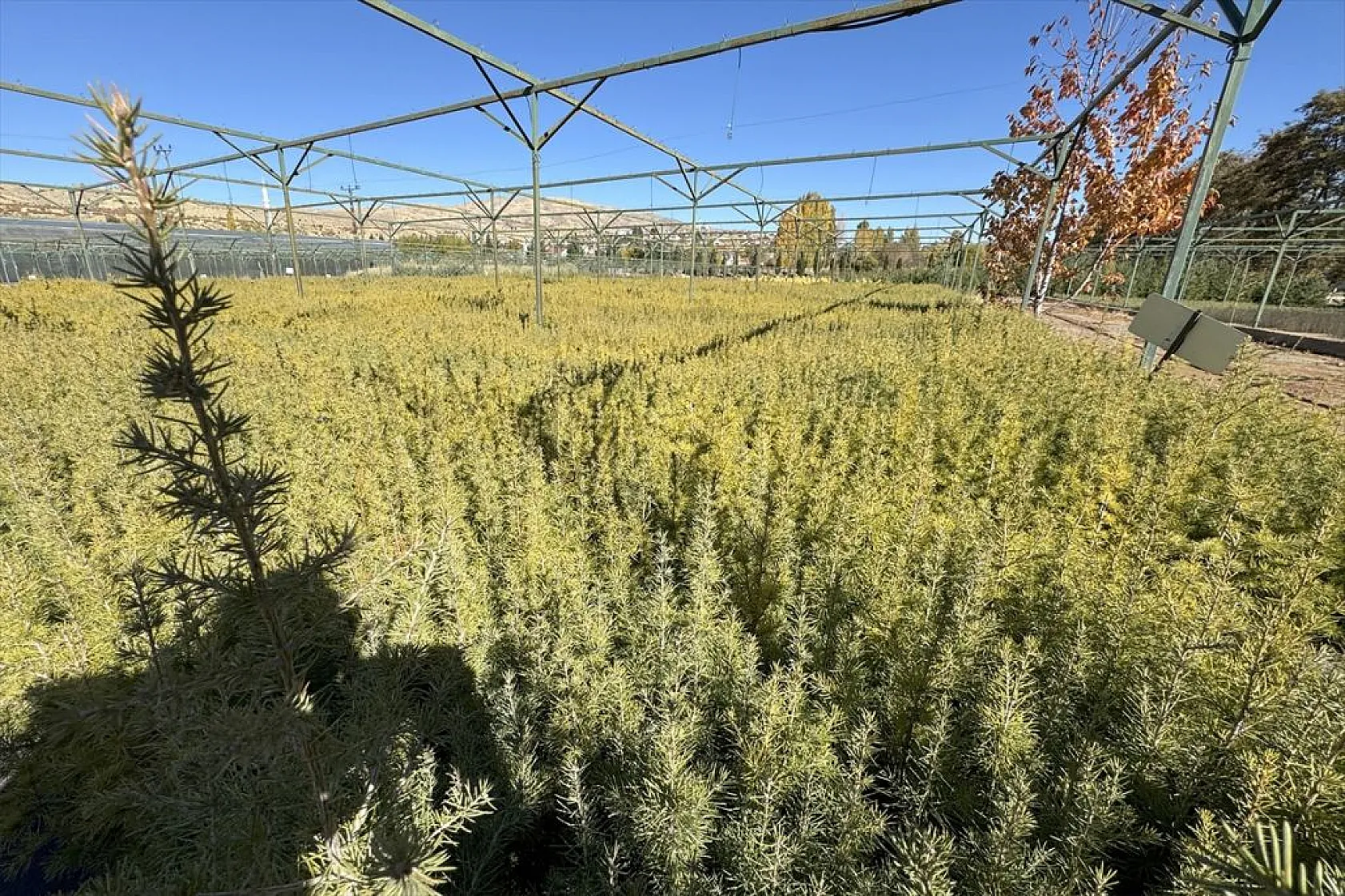 Doğu'da yetiştirilen milyonlarca fidan ülkeye nefes oluyor