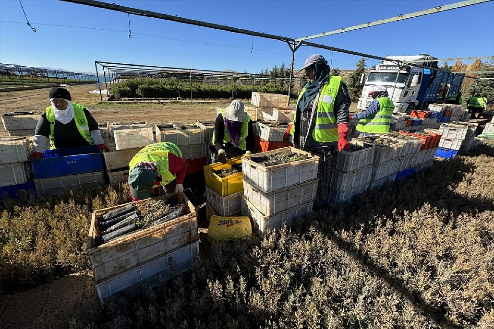 Doğu'da yetiştirilen milyonlarca fidan ülkeye nefes oluyor