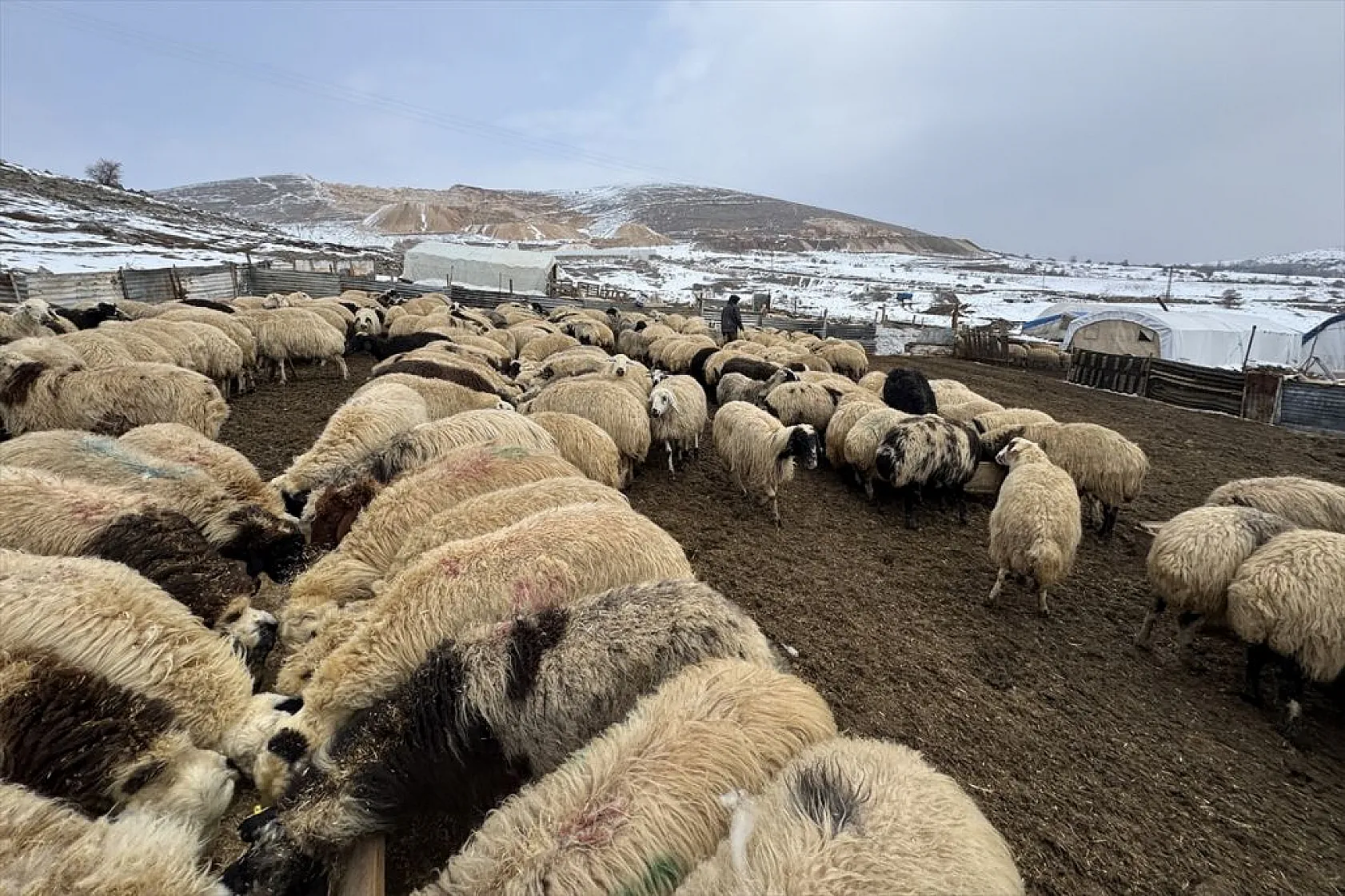 Karla kaplı meralar kuzu doğumlarıyla şenlendi