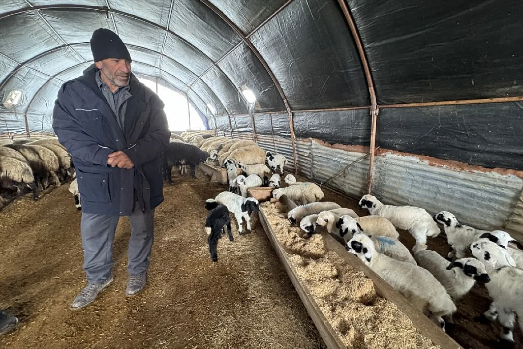 Karla kaplı meralar kuzu doğumlarıyla şenlendi