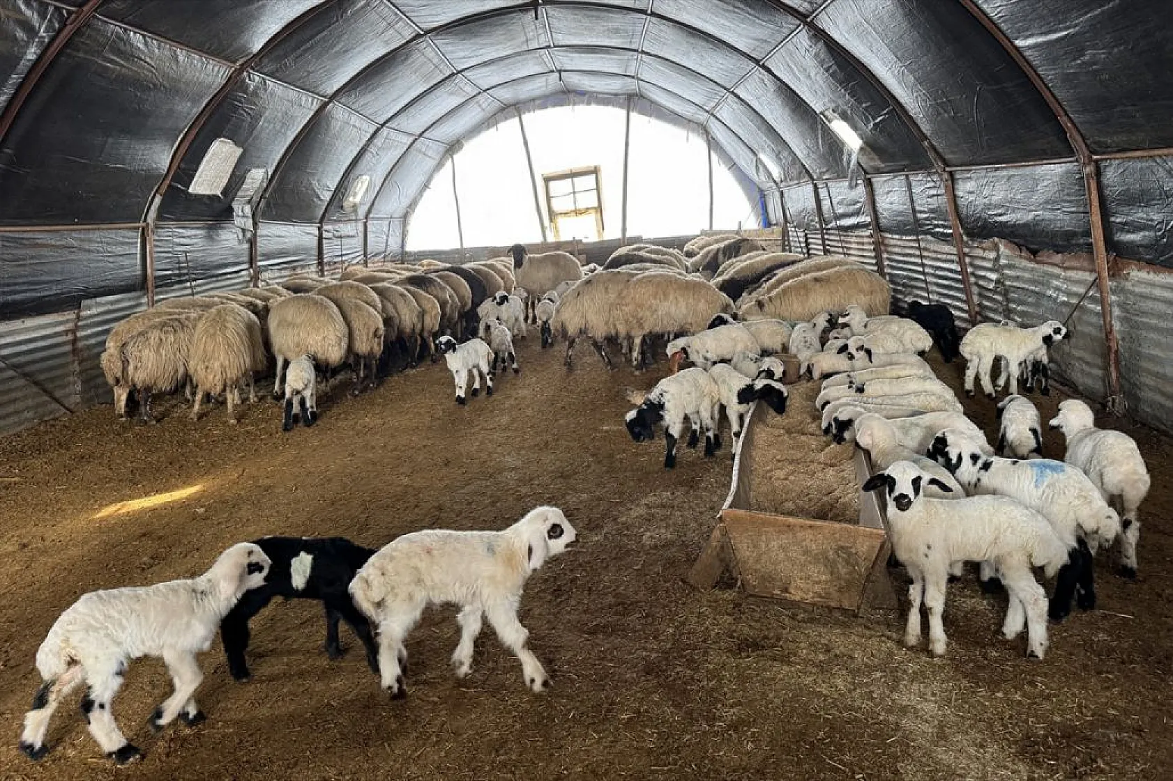 Karla kaplı meralar kuzu doğumlarıyla şenlendi