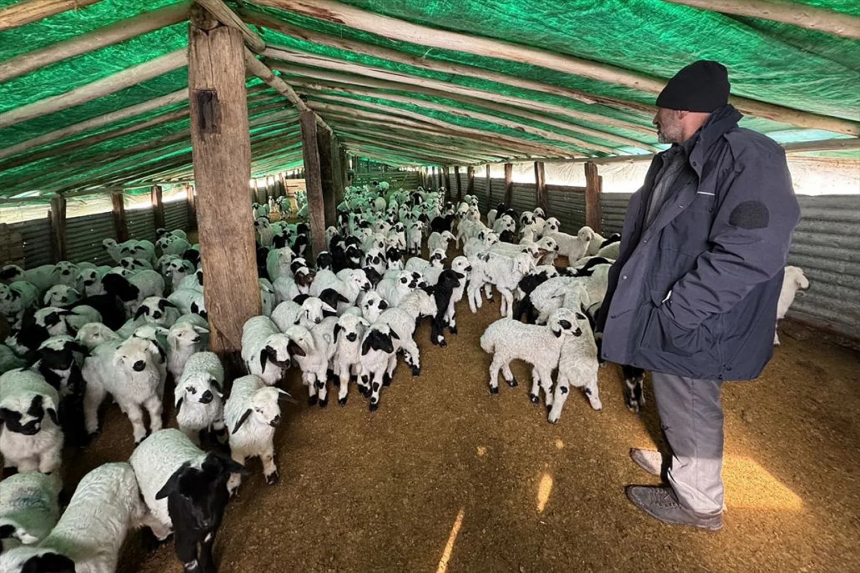 Karla kaplı meralar kuzu doğumlarıyla şenlendi