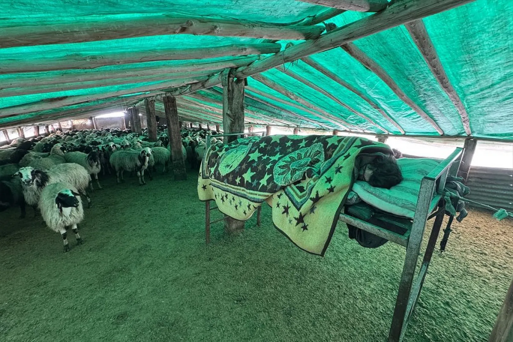 Karla kaplı meralar kuzu doğumlarıyla şenlendi