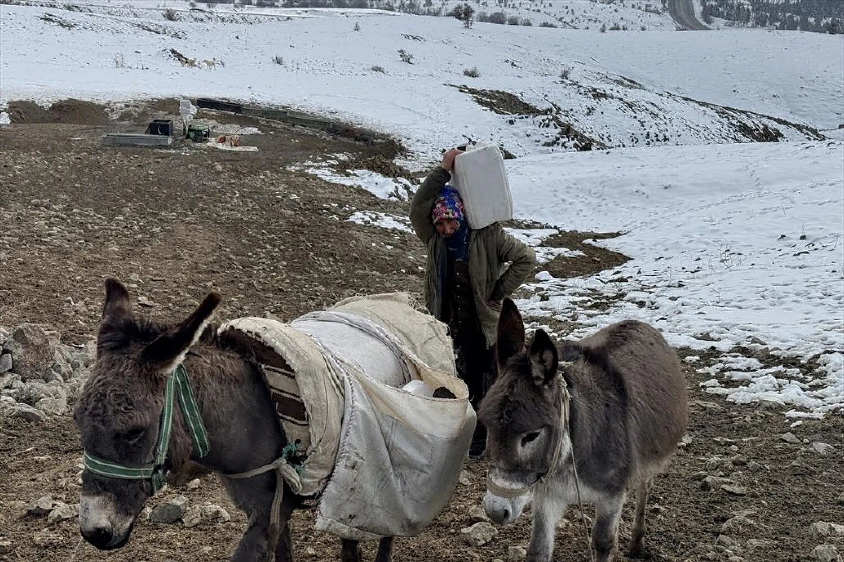 Karla kaplı meralar kuzu doğumlarıyla şenlendi