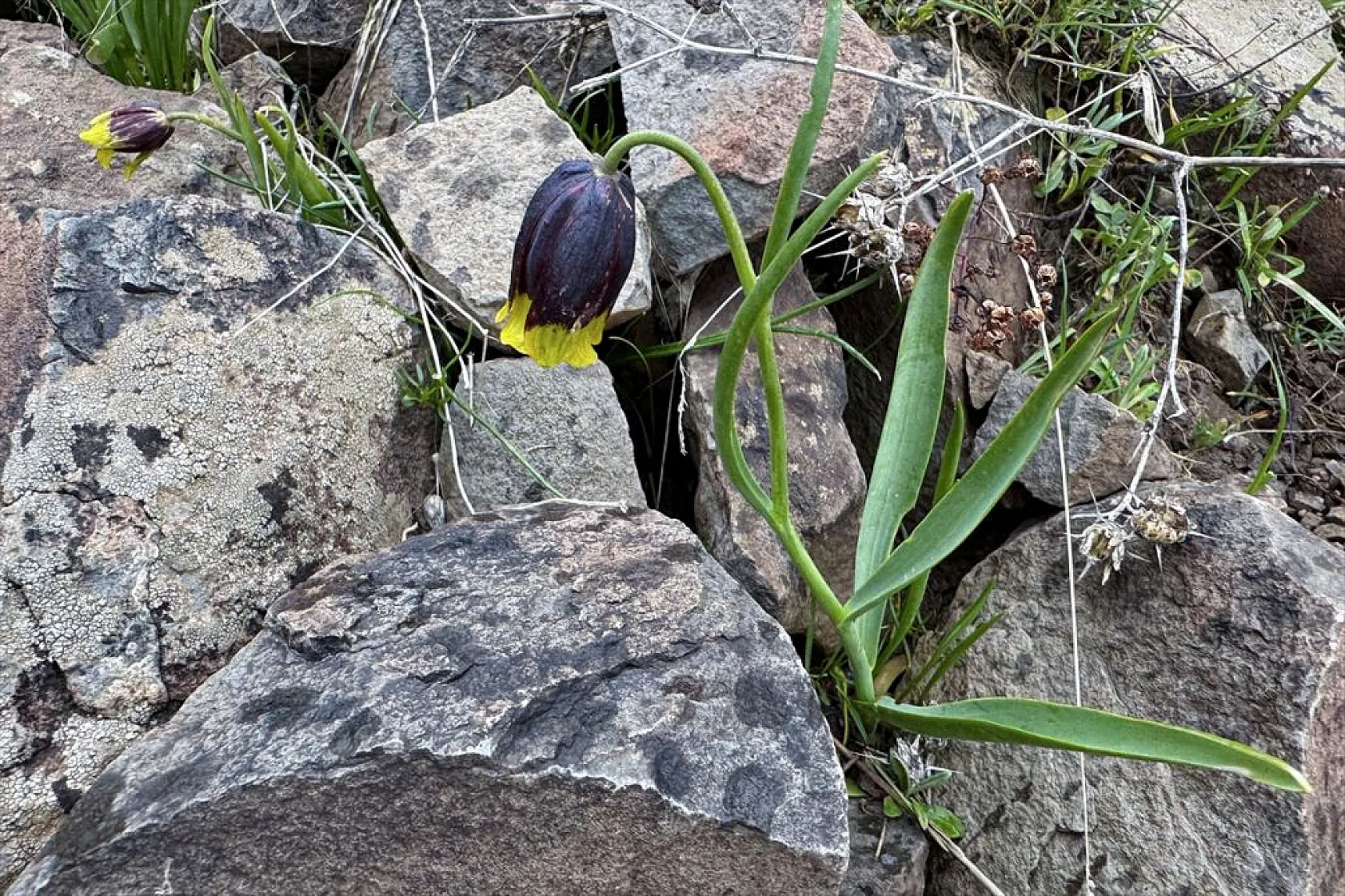 Karakoçan Lalesi'ne bilimsel inceleme