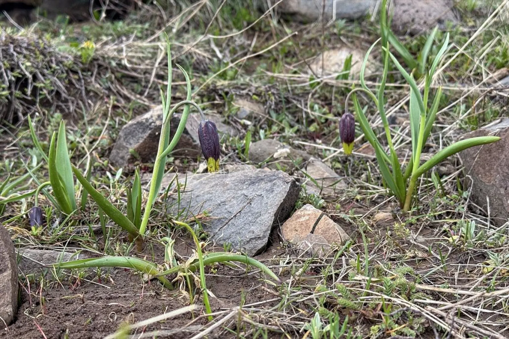 Karakoçan Lalesi'ne bilimsel inceleme