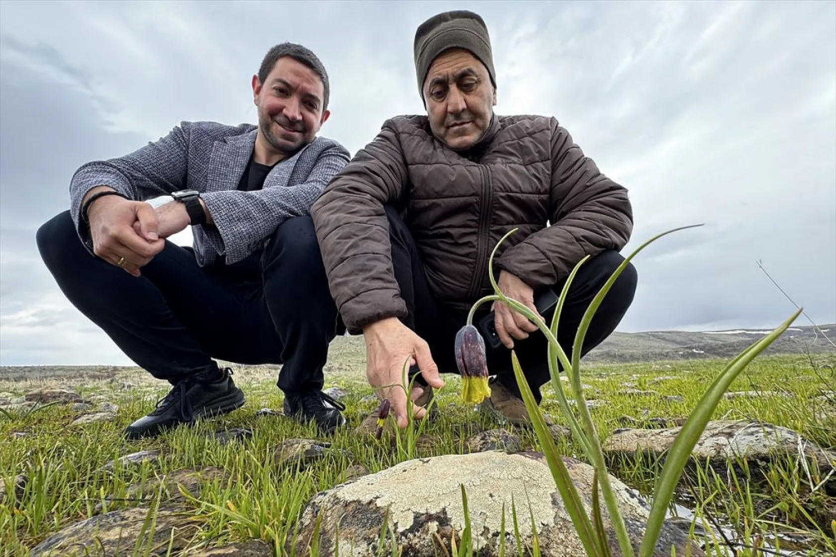 Karakoçan Lalesi'ne bilimsel inceleme