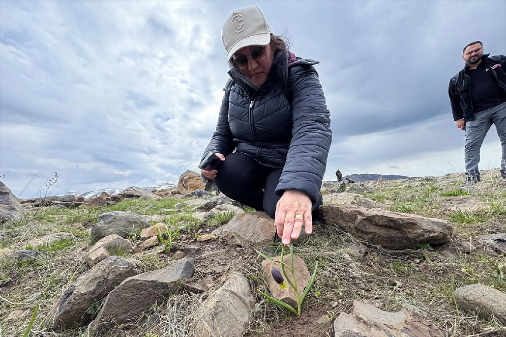 Karakoçan Lalesi'ne bilimsel inceleme