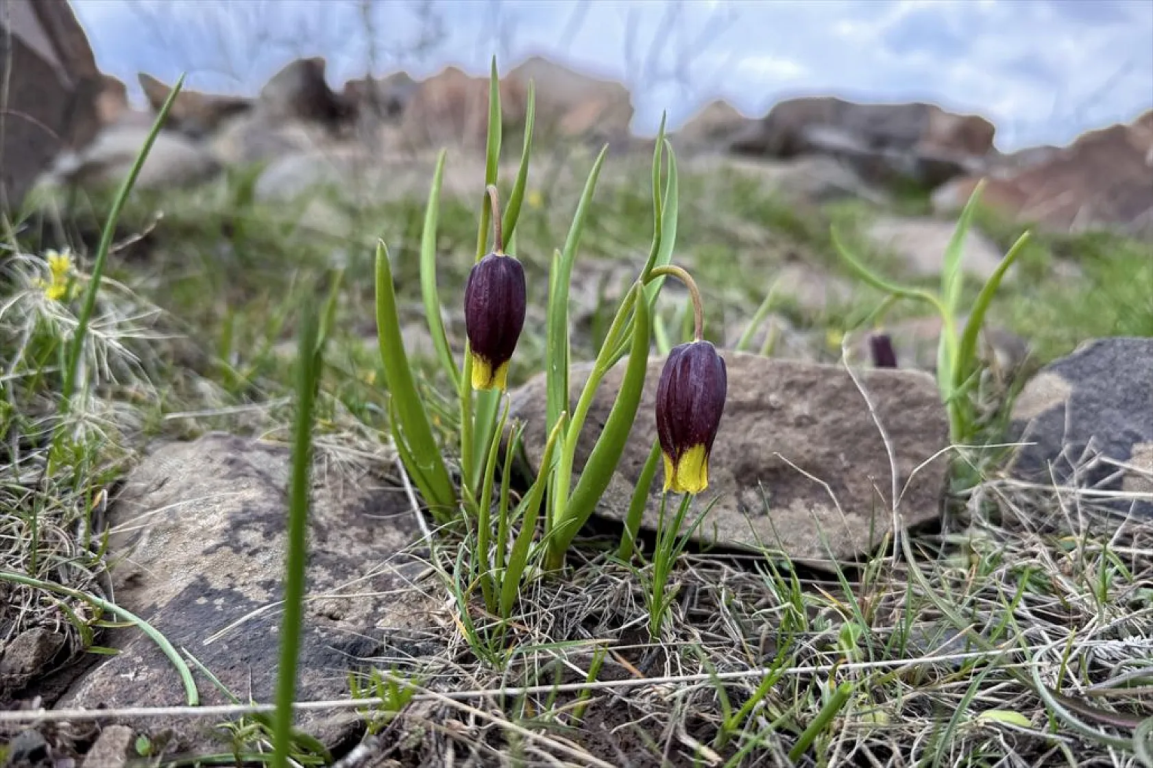 Karakoçan Lalesi'ne bilimsel inceleme