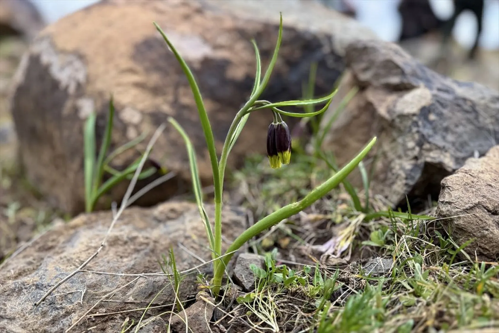 Karakoçan Lalesi'ne bilimsel inceleme