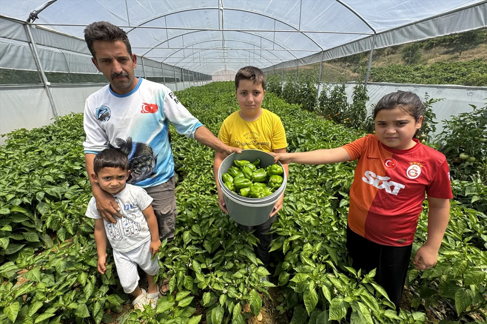 Ata tohumu Keban biberi ilk kez seralarda hasat edildi