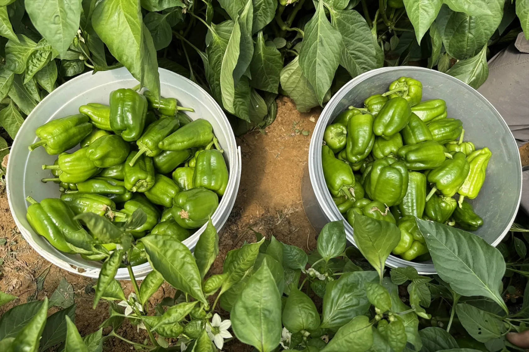 Ata tohumu Keban biberi ilk kez seralarda hasat edildi