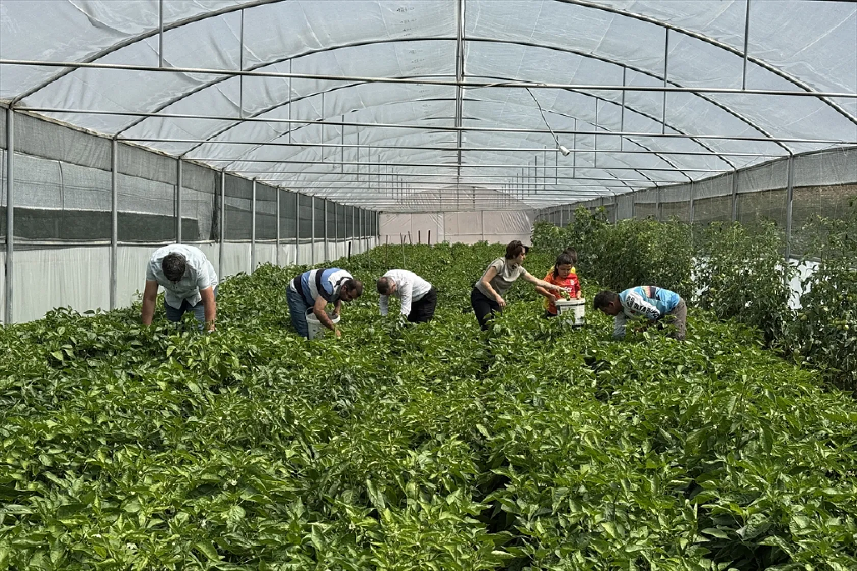 Ata tohumu Keban biberi ilk kez seralarda hasat edildi