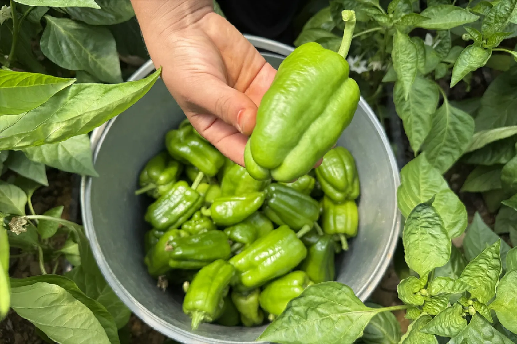 Ata tohumu Keban biberi ilk kez seralarda hasat edildi