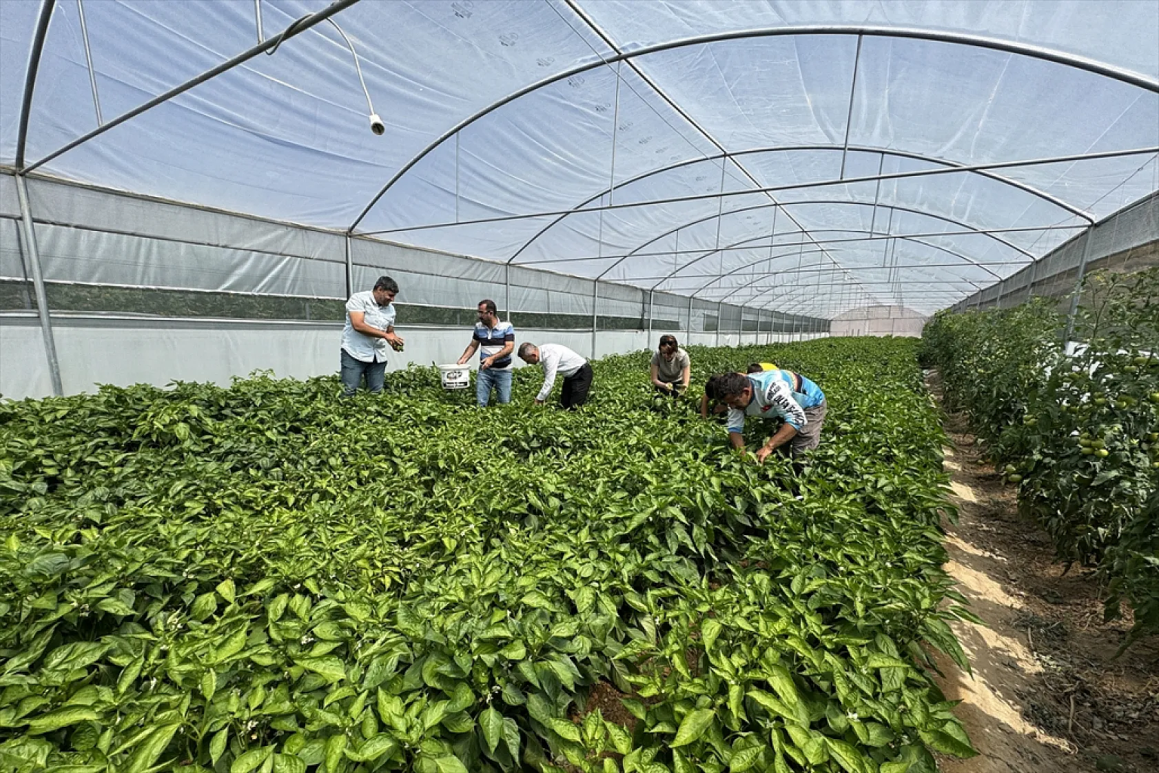 Ata tohumu Keban biberi ilk kez seralarda hasat edildi