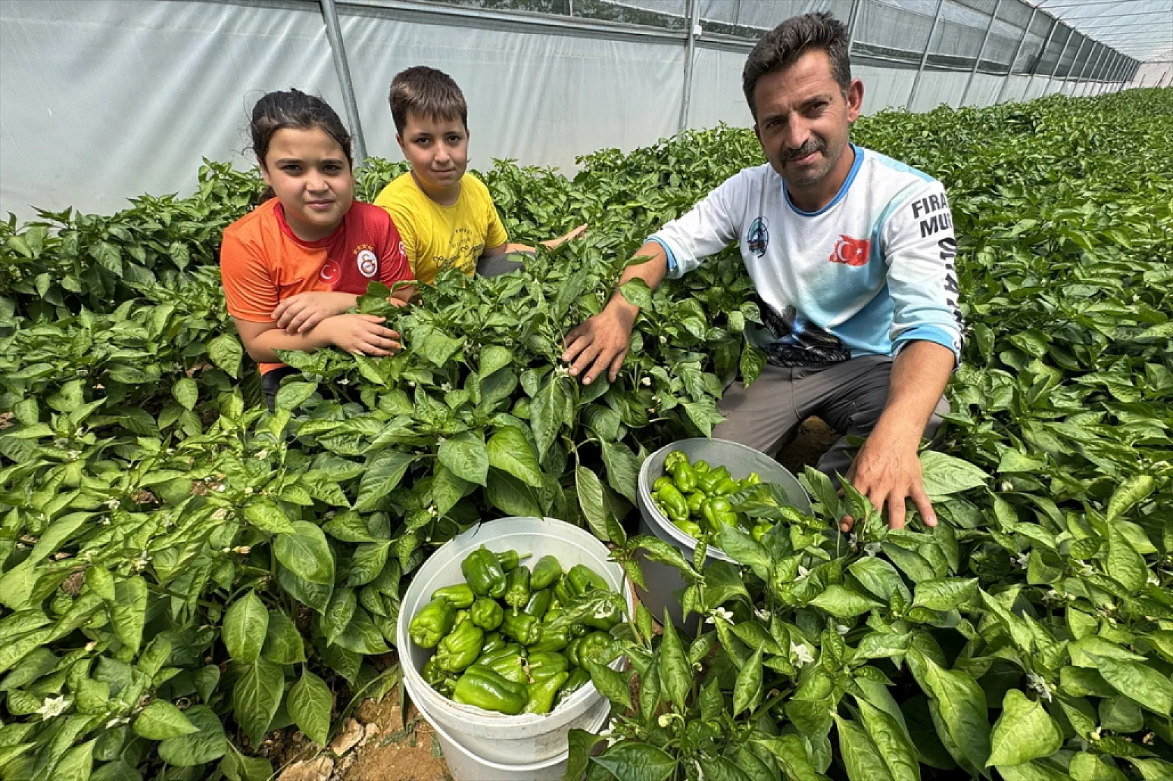 Ata tohumu Keban biberi ilk kez seralarda hasat edildi