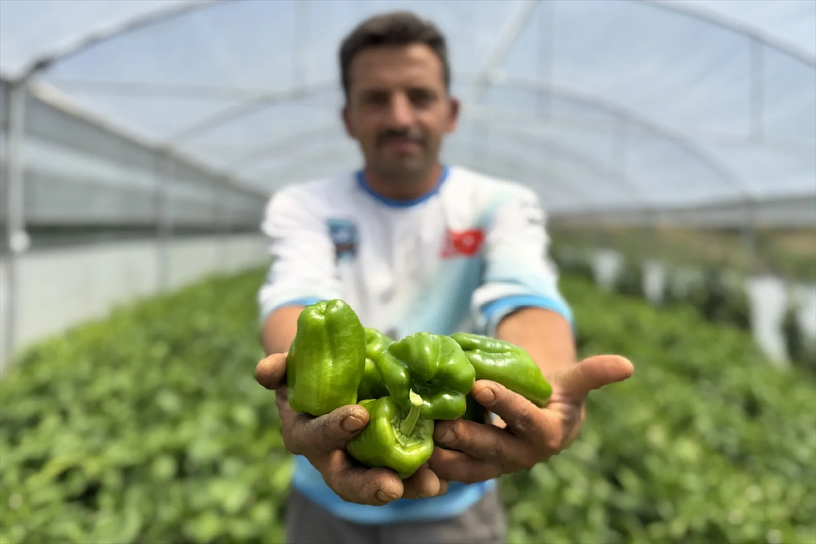 Ata tohumu Keban biberi ilk kez seralarda hasat edildi