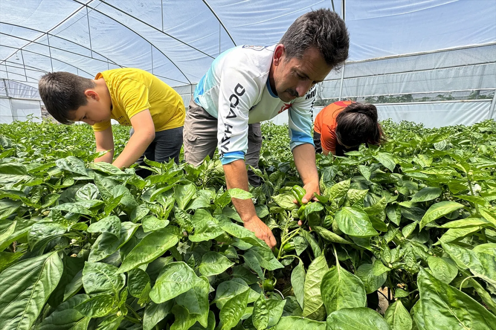 Ata tohumu Keban biberi ilk kez seralarda hasat edildi