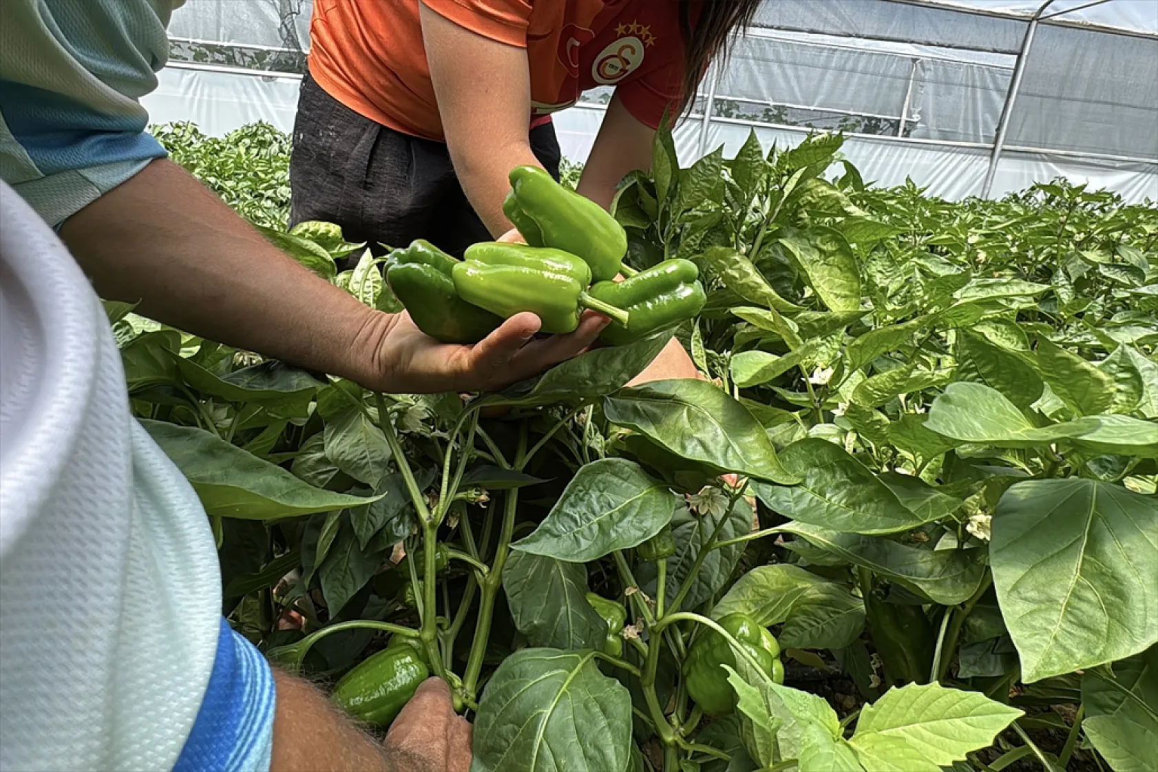 Ata tohumu Keban biberi ilk kez seralarda hasat edildi