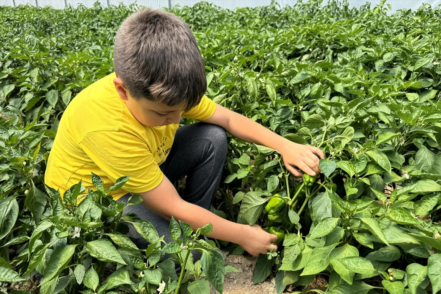 Ata tohumu Keban biberi ilk kez seralarda hasat edildi