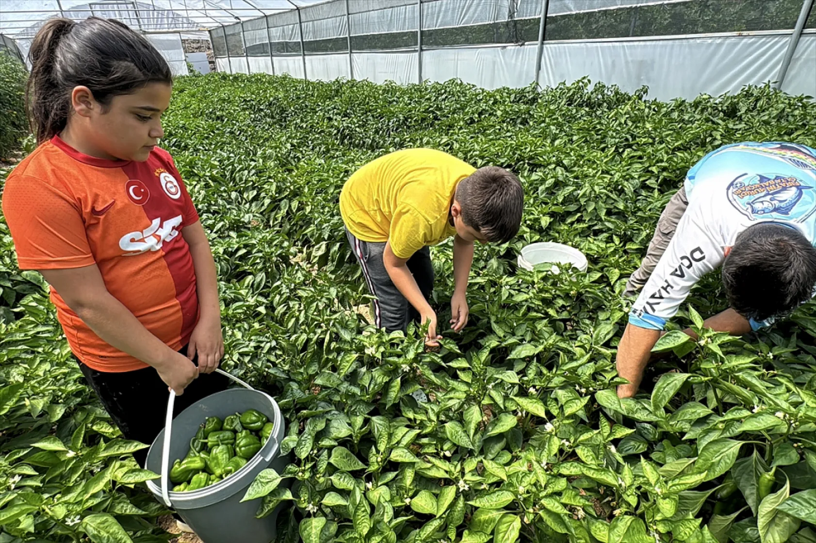 Ata tohumu Keban biberi ilk kez seralarda hasat edildi