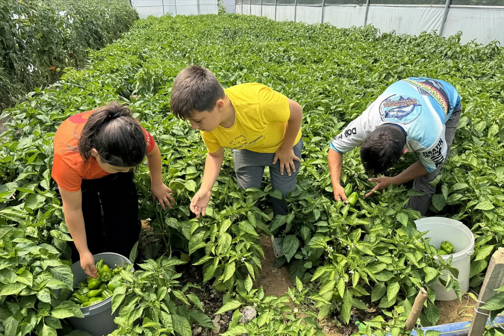 Ata tohumu Keban biberi ilk kez seralarda hasat edildi