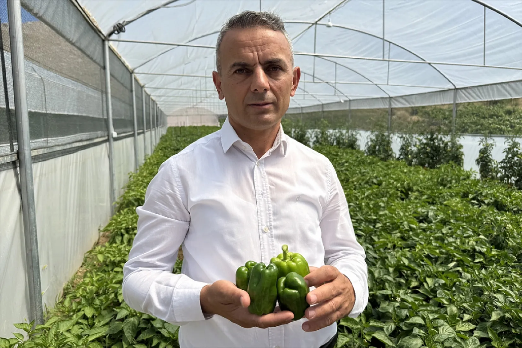 Ata tohumu Keban biberi ilk kez seralarda hasat edildi