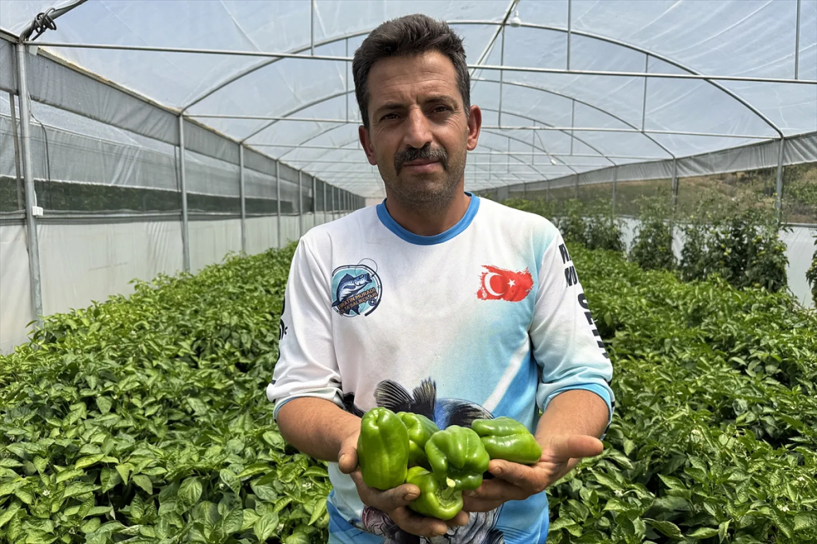 Ata tohumu Keban biberi ilk kez seralarda hasat edildi