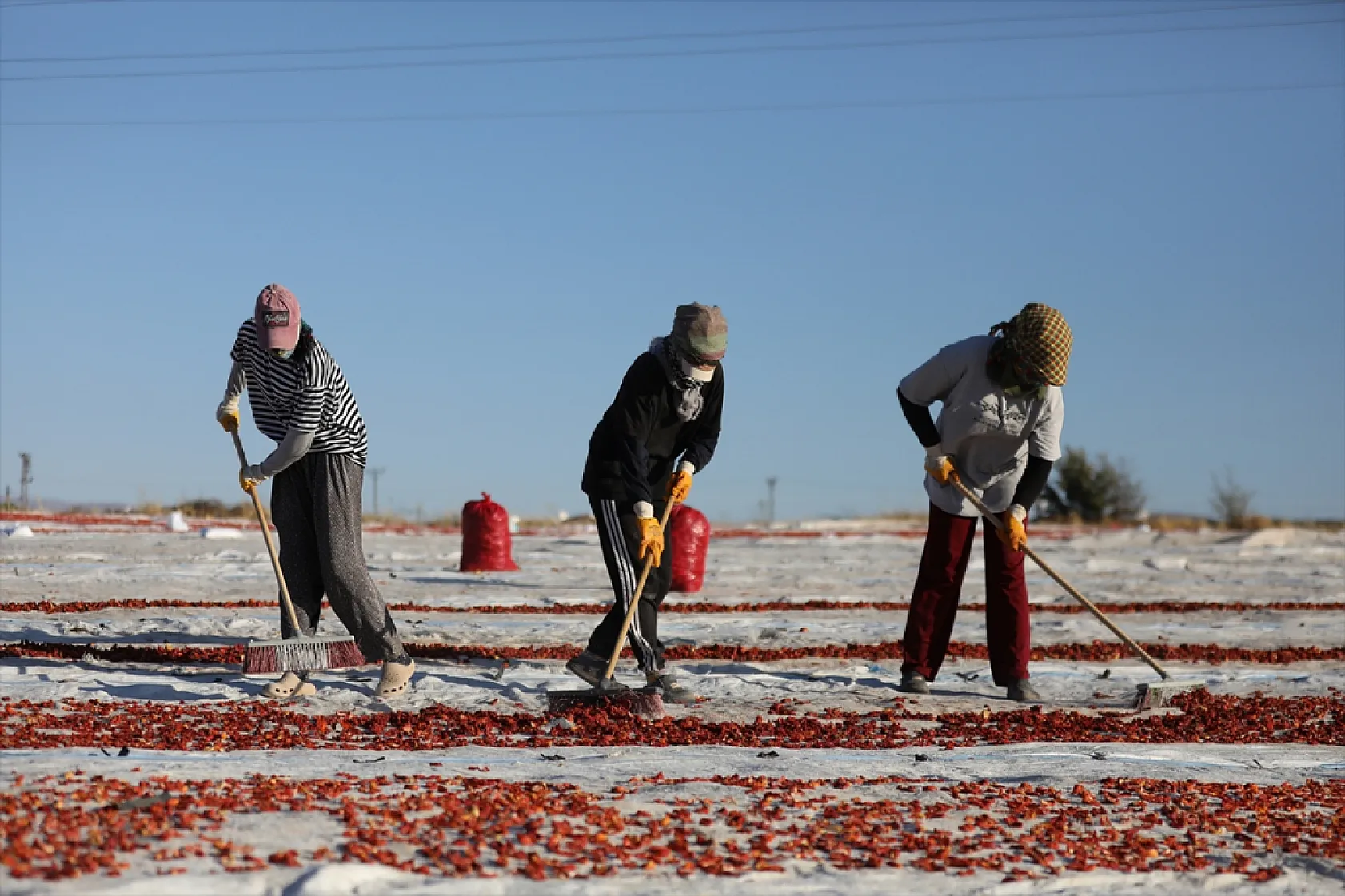 Elazığ'ın kurutulmuş domatesi dünya sofralarında
