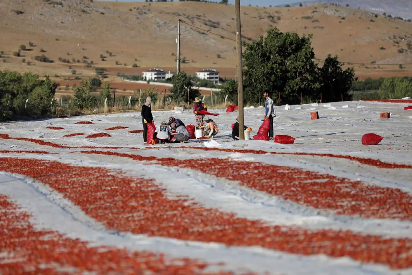 Elazığ'ın kurutulmuş domatesi dünya sofralarında