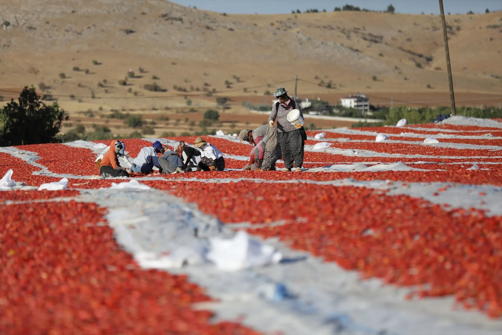 Elazığ'ın kurutulmuş domatesi dünya sofralarında