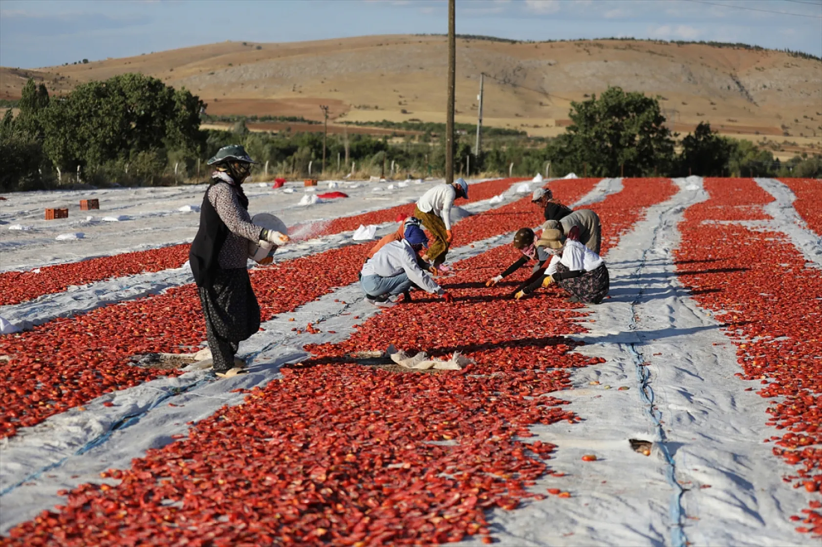 Elazığ'ın kurutulmuş domatesi dünya sofralarında