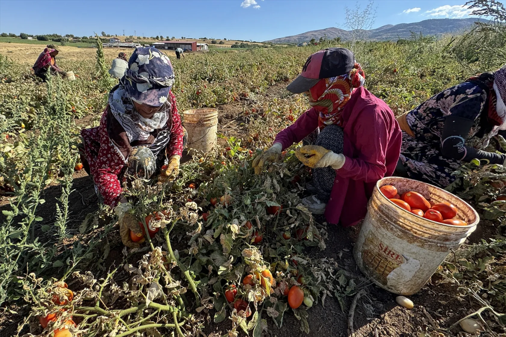 Elazığ'ın kurutulmuş domatesi dünya sofralarında