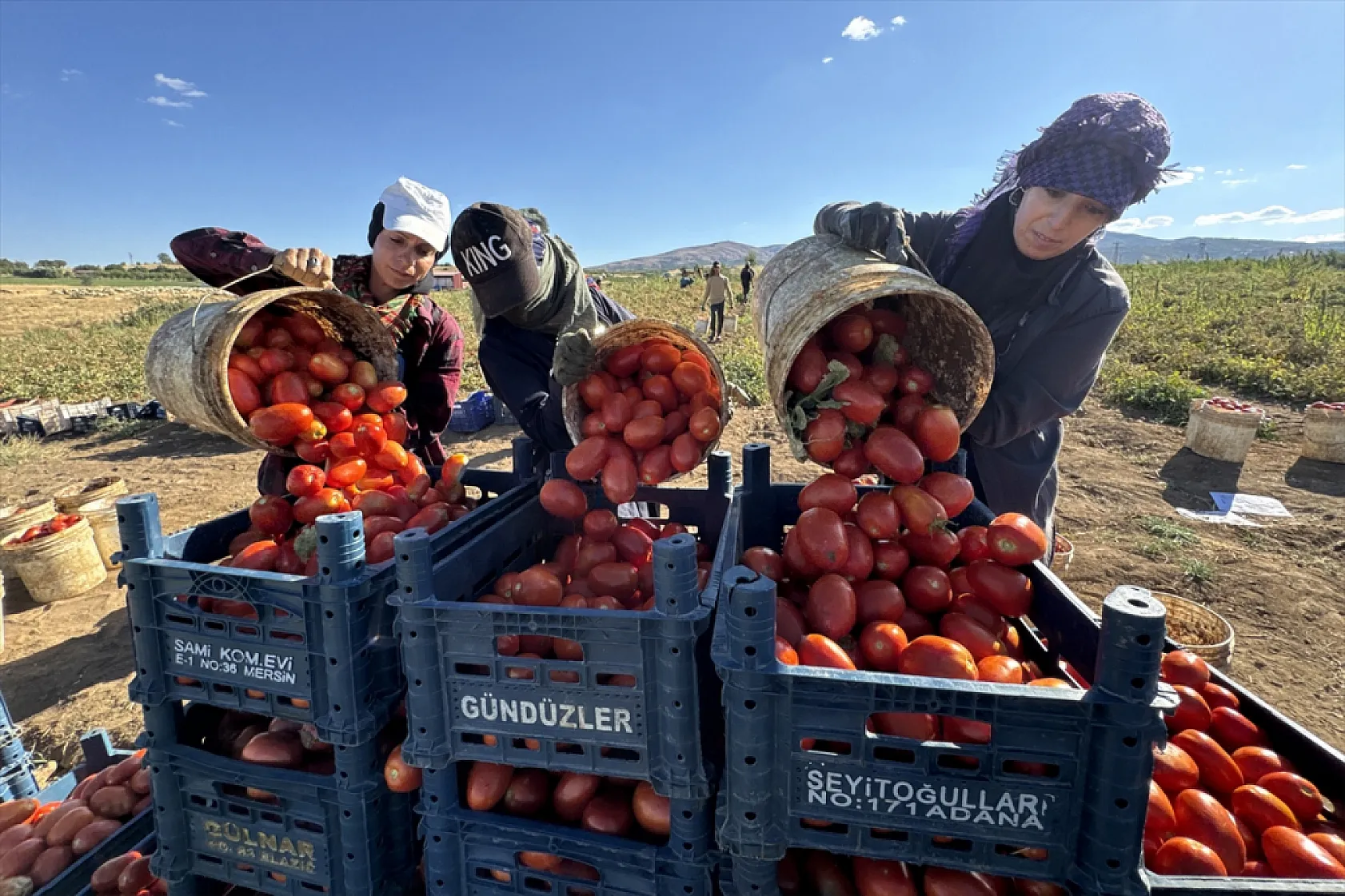Elazığ'ın kurutulmuş domatesi dünya sofralarında