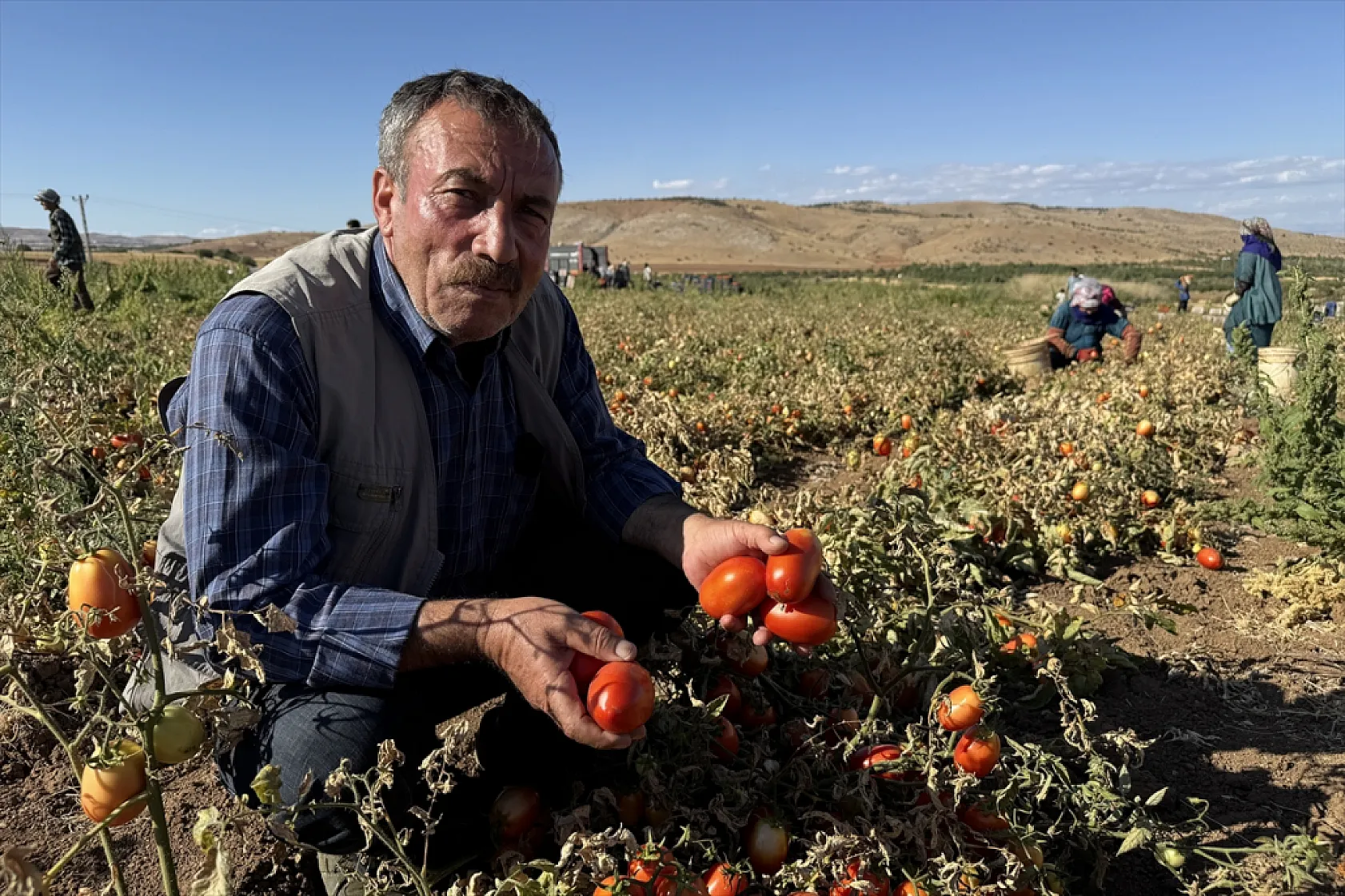 Elazığ'ın kurutulmuş domatesi dünya sofralarında