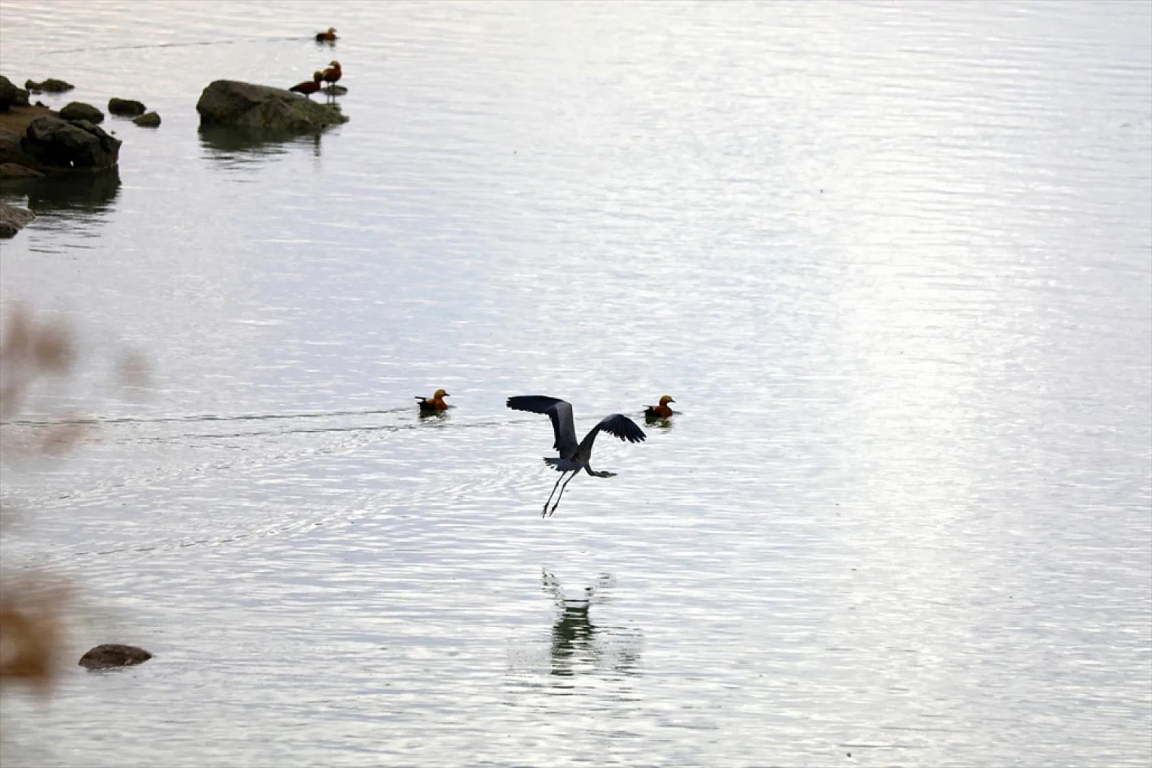 Cip Baraj Gölü binlerce göçmen kuşu ağırlıyor