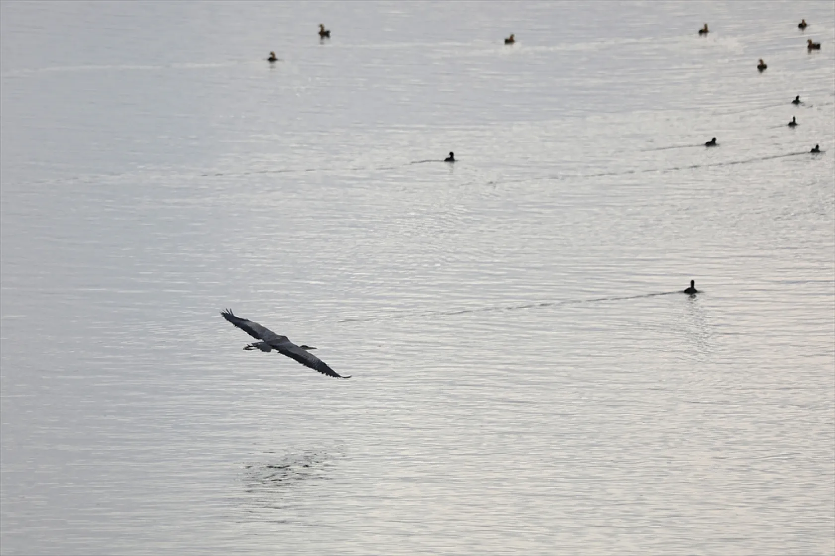 Cip Baraj Gölü binlerce göçmen kuşu ağırlıyor