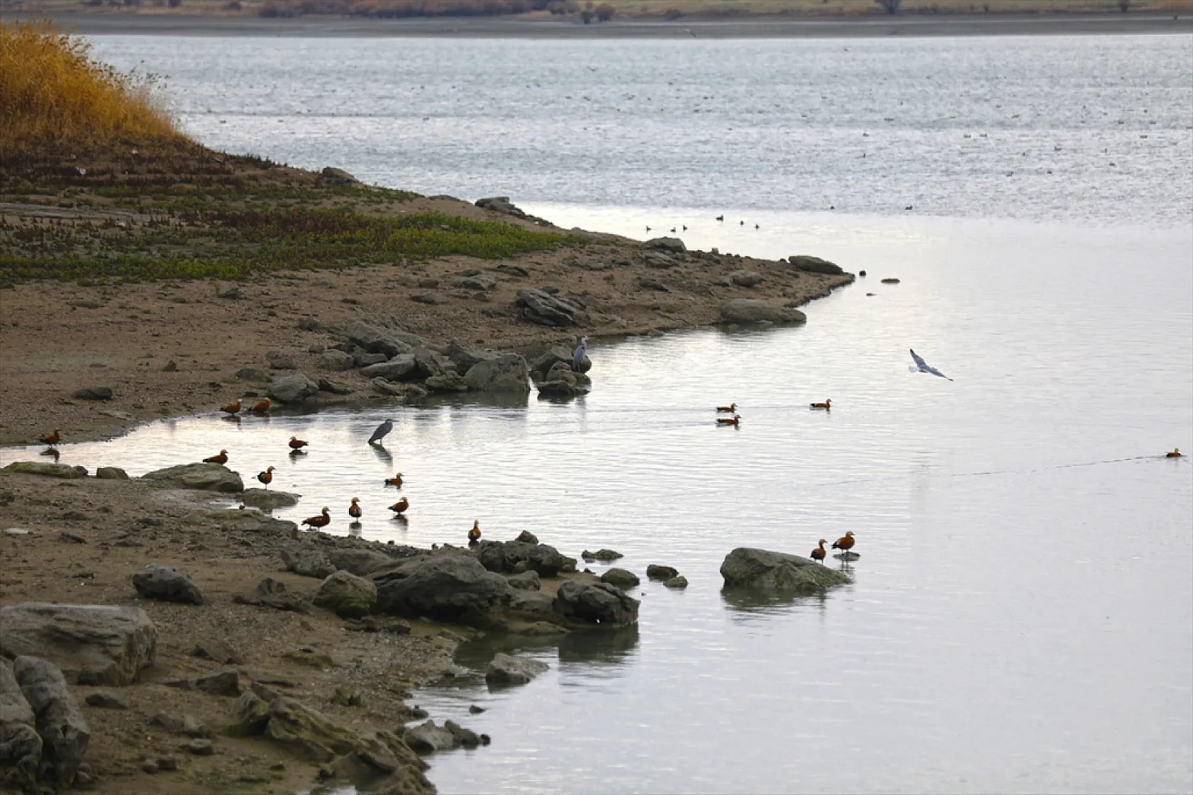 Cip Baraj Gölü binlerce göçmen kuşu ağırlıyor