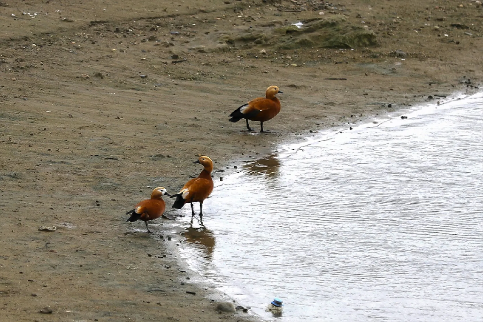 Cip Baraj Gölü binlerce göçmen kuşu ağırlıyor