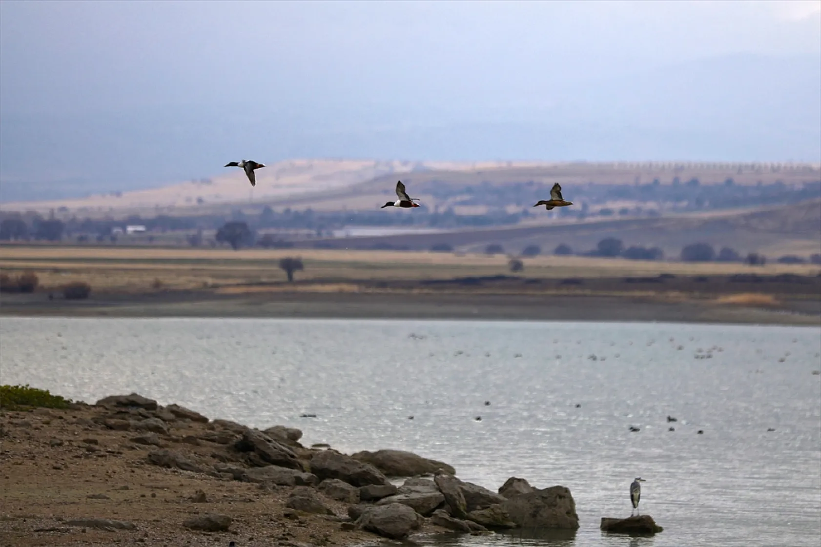 Cip Baraj Gölü binlerce göçmen kuşu ağırlıyor
