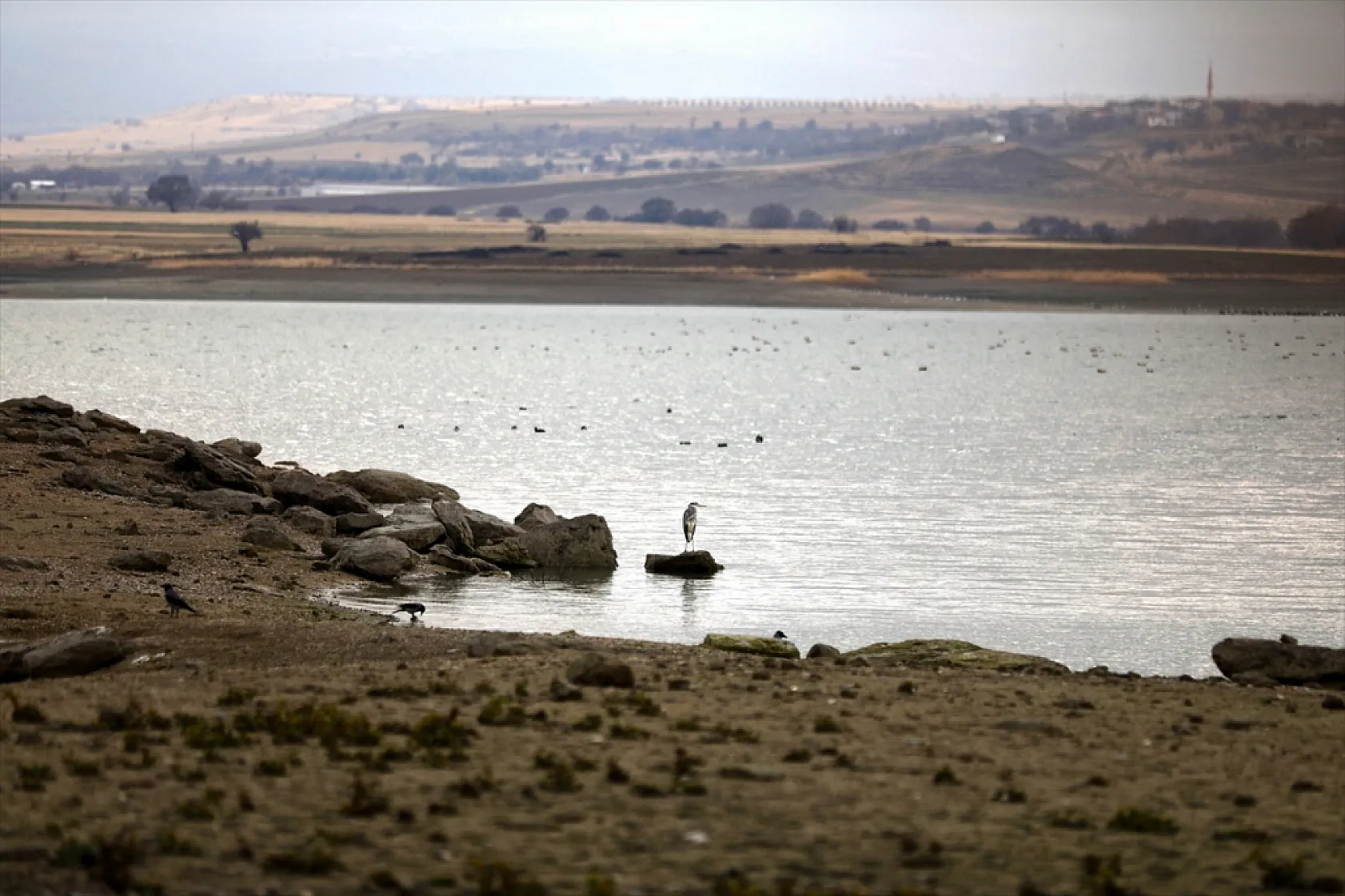 Cip Baraj Gölü binlerce göçmen kuşu ağırlıyor
