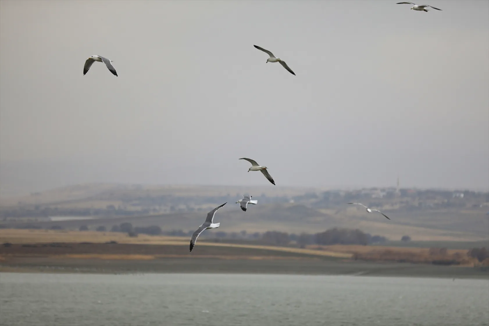 Cip Baraj Gölü binlerce göçmen kuşu ağırlıyor