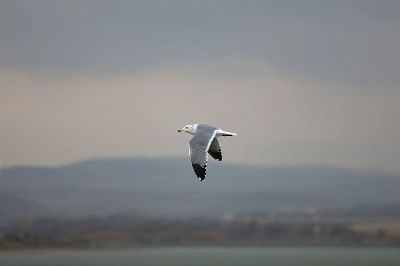 Cip Baraj Gölü binlerce göçmen kuşu ağırlıyor