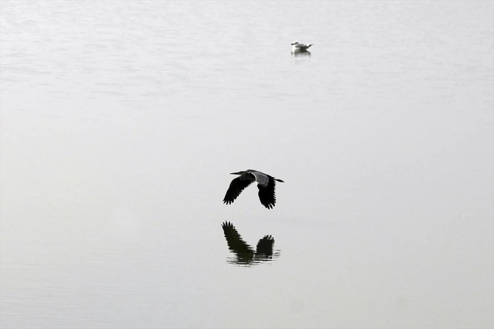Cip Baraj Gölü binlerce göçmen kuşu ağırlıyor
