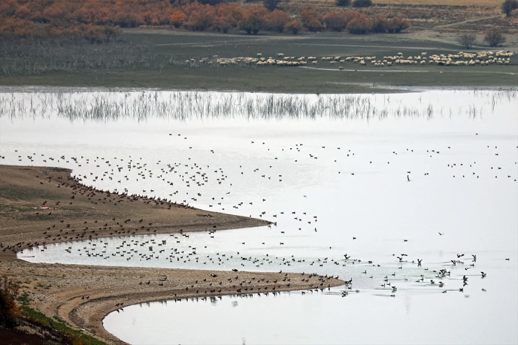 Cip Baraj Gölü binlerce göçmen kuşu ağırlıyor