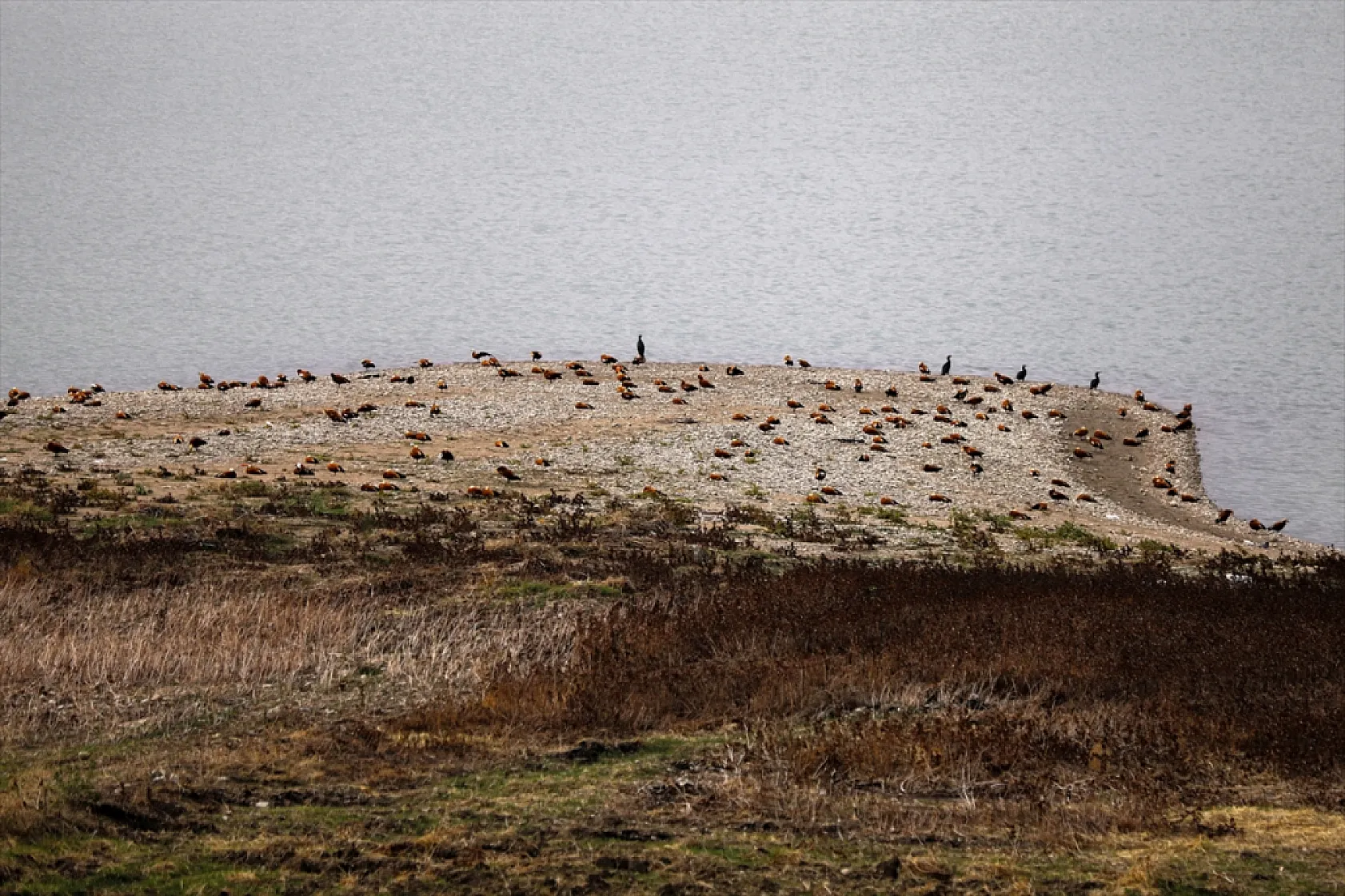 Cip Baraj Gölü binlerce göçmen kuşu ağırlıyor