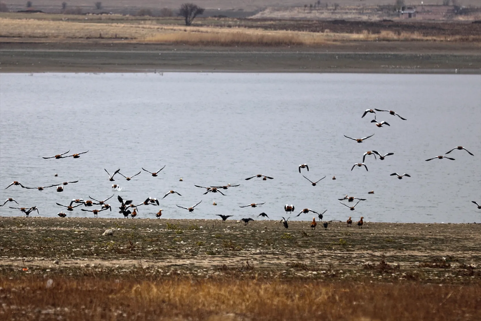 Cip Baraj Gölü binlerce göçmen kuşu ağırlıyor